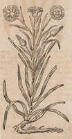 Picture 107 of 108 from Histoire generale des plantes : contenant XVIII livres egalement de partis en deux tomes (1653), leaf 955