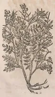 An illustration from Histoire generale des plantes : contenant XVIII livres egalement de partis en deux tomes (1653)