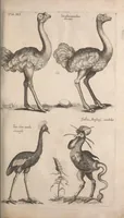An illustration from Historiae naturalis de quadrupetibus libri : cum aeneis figuris; [Historiae naturalis de serpentibus libri II ; Historiae naturalis de insectis libri III ; Historiae naturalis de exanguibus aquaticis libri IV ; Historiae naturalis de piscibus et cetis libri V ; Historiae naturalis de avibus libri VI] (1650)
