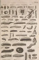 An illustration from Historiae naturalis de quadrupetibus libri : cum aeneis figuris; [Historiae naturalis de serpentibus libri II ; Historiae naturalis de insectis libri III ; Historiae naturalis de exanguibus aquaticis libri IV ; Historiae naturalis de piscibus et cetis libri V ; Historiae naturalis de avibus libri VI] (1650)