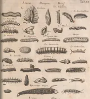 An illustration from Historiae naturalis de quadrupetibus libri : cum aeneis figuris; [Historiae naturalis de serpentibus libri II ; Historiae naturalis de insectis libri III ; Historiae naturalis de exanguibus aquaticis libri IV ; Historiae naturalis de piscibus et cetis libri V ; Historiae naturalis de avibus libri VI] (1650)