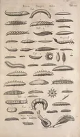 An illustration from Historiae naturalis de quadrupetibus libri : cum aeneis figuris; [Historiae naturalis de serpentibus libri II ; Historiae naturalis de insectis libri III ; Historiae naturalis de exanguibus aquaticis libri IV ; Historiae naturalis de piscibus et cetis libri V ; Historiae naturalis de avibus libri VI] (1650)