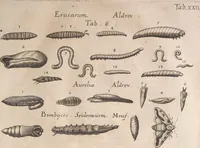 An illustration from Historiae naturalis de quadrupetibus libri : cum aeneis figuris; [Historiae naturalis de serpentibus libri II ; Historiae naturalis de insectis libri III ; Historiae naturalis de exanguibus aquaticis libri IV ; Historiae naturalis de piscibus et cetis libri V ; Historiae naturalis de avibus libri VI] (1650)