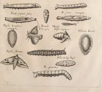 An illustration from Historiae naturalis de quadrupetibus libri : cum aeneis figuris; [Historiae naturalis de serpentibus libri II ; Historiae naturalis de insectis libri III ; Historiae naturalis de exanguibus aquaticis libri IV ; Historiae naturalis de piscibus et cetis libri V ; Historiae naturalis de avibus libri VI] (1650)