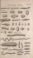 An illustration from Historiae naturalis de quadrupetibus libri : cum aeneis figuris; [Historiae naturalis de serpentibus libri II ; Historiae naturalis de insectis libri III ; Historiae naturalis de exanguibus aquaticis libri IV ; Historiae naturalis de piscibus et cetis libri V ; Historiae naturalis de avibus libri VI] (1650)