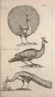 An illustration from Historiae naturalis de quadrupetibus libri : cum aeneis figuris; [Historiae naturalis de serpentibus libri II ; Historiae naturalis de insectis libri III ; Historiae naturalis de exanguibus aquaticis libri IV ; Historiae naturalis de piscibus et cetis libri V ; Historiae naturalis de avibus libri VI] (1650)