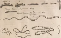An illustration from Historiae naturalis de quadrupetibus libri : cum aeneis figuris; [Historiae naturalis de serpentibus libri II ; Historiae naturalis de insectis libri III ; Historiae naturalis de exanguibus aquaticis libri IV ; Historiae naturalis de piscibus et cetis libri V ; Historiae naturalis de avibus libri VI] (1650)