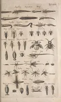 An illustration from Historiae naturalis de quadrupetibus libri : cum aeneis figuris; [Historiae naturalis de serpentibus libri II ; Historiae naturalis de insectis libri III ; Historiae naturalis de exanguibus aquaticis libri IV ; Historiae naturalis de piscibus et cetis libri V ; Historiae naturalis de avibus libri VI] (1650)