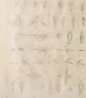 An illustration from Historiae naturalis de quadrupetibus libri : cum aeneis figuris; [Historiae naturalis de serpentibus libri II ; Historiae naturalis de insectis libri III ; Historiae naturalis de exanguibus aquaticis libri IV ; Historiae naturalis de piscibus et cetis libri V ; Historiae naturalis de avibus libri VI] (1650)