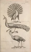 An illustration from Historiae naturalis de quadrupetibus libri : cum aeneis figuris; [Historiae naturalis de serpentibus libri II ; Historiae naturalis de insectis libri III ; Historiae naturalis de exanguibus aquaticis libri IV ; Historiae naturalis de piscibus et cetis libri V ; Historiae naturalis de avibus libri VI] (1650)