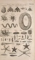 An illustration from Historiae naturalis de quadrupetibus libri : cum aeneis figuris; [Historiae naturalis de serpentibus libri II ; Historiae naturalis de insectis libri III ; Historiae naturalis de exanguibus aquaticis libri IV ; Historiae naturalis de piscibus et cetis libri V ; Historiae naturalis de avibus libri VI] (1650)