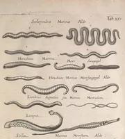 An illustration from Historiae naturalis de quadrupetibus libri : cum aeneis figuris; [Historiae naturalis de serpentibus libri II ; Historiae naturalis de insectis libri III ; Historiae naturalis de exanguibus aquaticis libri IV ; Historiae naturalis de piscibus et cetis libri V ; Historiae naturalis de avibus libri VI] (1650)