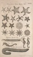An illustration from Historiae naturalis de quadrupetibus libri : cum aeneis figuris; [Historiae naturalis de serpentibus libri II ; Historiae naturalis de insectis libri III ; Historiae naturalis de exanguibus aquaticis libri IV ; Historiae naturalis de piscibus et cetis libri V ; Historiae naturalis de avibus libri VI] (1650)