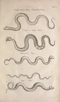 An illustration from Historiae naturalis de quadrupetibus libri : cum aeneis figuris; [Historiae naturalis de serpentibus libri II ; Historiae naturalis de insectis libri III ; Historiae naturalis de exanguibus aquaticis libri IV ; Historiae naturalis de piscibus et cetis libri V ; Historiae naturalis de avibus libri VI] (1650)