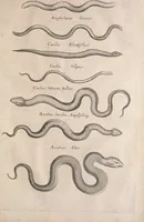 An illustration from Historiae naturalis de quadrupetibus libri : cum aeneis figuris; [Historiae naturalis de serpentibus libri II ; Historiae naturalis de insectis libri III ; Historiae naturalis de exanguibus aquaticis libri IV ; Historiae naturalis de piscibus et cetis libri V ; Historiae naturalis de avibus libri VI] (1650)