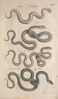 An illustration from Historiae naturalis de quadrupetibus libri : cum aeneis figuris; [Historiae naturalis de serpentibus libri II ; Historiae naturalis de insectis libri III ; Historiae naturalis de exanguibus aquaticis libri IV ; Historiae naturalis de piscibus et cetis libri V ; Historiae naturalis de avibus libri VI] (1650)