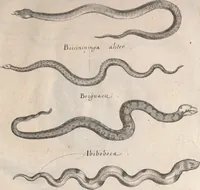 Picture 205 of 214 from Historiae naturalis de quadrupetibus libri : cum aeneis figuris; [Historiae naturalis de serpentibus libri II ; Historiae naturalis de insectis libri III ; Historiae naturalis de exanguibus aquaticis libri IV ; Historiae naturalis de piscibus et cetis libri V ; Historiae naturalis de avibus libri VI] (1650), leaf 1122