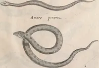 An illustration from Historiae naturalis de quadrupetibus libri : cum aeneis figuris; [Historiae naturalis de serpentibus libri II ; Historiae naturalis de insectis libri III ; Historiae naturalis de exanguibus aquaticis libri IV ; Historiae naturalis de piscibus et cetis libri V ; Historiae naturalis de avibus libri VI] (1650)