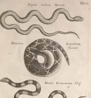 An illustration from Historiae naturalis de quadrupetibus libri : cum aeneis figuris; [Historiae naturalis de serpentibus libri II ; Historiae naturalis de insectis libri III ; Historiae naturalis de exanguibus aquaticis libri IV ; Historiae naturalis de piscibus et cetis libri V ; Historiae naturalis de avibus libri VI] (1650)