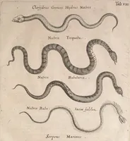An illustration from Historiae naturalis de quadrupetibus libri : cum aeneis figuris; [Historiae naturalis de serpentibus libri II ; Historiae naturalis de insectis libri III ; Historiae naturalis de exanguibus aquaticis libri IV ; Historiae naturalis de piscibus et cetis libri V ; Historiae naturalis de avibus libri VI] (1650)