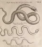 An illustration from Historiae naturalis de quadrupetibus libri : cum aeneis figuris; [Historiae naturalis de serpentibus libri II ; Historiae naturalis de insectis libri III ; Historiae naturalis de exanguibus aquaticis libri IV ; Historiae naturalis de piscibus et cetis libri V ; Historiae naturalis de avibus libri VI] (1650)