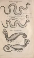 An illustration from Historiae naturalis de quadrupetibus libri : cum aeneis figuris; [Historiae naturalis de serpentibus libri II ; Historiae naturalis de insectis libri III ; Historiae naturalis de exanguibus aquaticis libri IV ; Historiae naturalis de piscibus et cetis libri V ; Historiae naturalis de avibus libri VI] (1650)