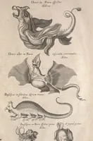 An illustration from Historiae naturalis de quadrupetibus libri : cum aeneis figuris; [Historiae naturalis de serpentibus libri II ; Historiae naturalis de insectis libri III ; Historiae naturalis de exanguibus aquaticis libri IV ; Historiae naturalis de piscibus et cetis libri V ; Historiae naturalis de avibus libri VI] (1650)