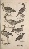 An illustration from Historiae naturalis de quadrupetibus libri : cum aeneis figuris; [Historiae naturalis de serpentibus libri II ; Historiae naturalis de insectis libri III ; Historiae naturalis de exanguibus aquaticis libri IV ; Historiae naturalis de piscibus et cetis libri V ; Historiae naturalis de avibus libri VI] (1650)