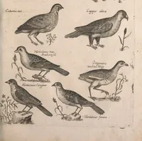 An illustration from Historiae naturalis de quadrupetibus libri : cum aeneis figuris; [Historiae naturalis de serpentibus libri II ; Historiae naturalis de insectis libri III ; Historiae naturalis de exanguibus aquaticis libri IV ; Historiae naturalis de piscibus et cetis libri V ; Historiae naturalis de avibus libri VI] (1650)