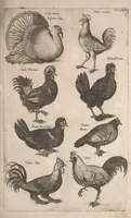 An illustration from Historiae naturalis de quadrupetibus libri : cum aeneis figuris; [Historiae naturalis de serpentibus libri II ; Historiae naturalis de insectis libri III ; Historiae naturalis de exanguibus aquaticis libri IV ; Historiae naturalis de piscibus et cetis libri V ; Historiae naturalis de avibus libri VI] (1650)