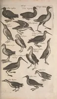 An illustration from Historiae naturalis de quadrupetibus libri : cum aeneis figuris; [Historiae naturalis de serpentibus libri II ; Historiae naturalis de insectis libri III ; Historiae naturalis de exanguibus aquaticis libri IV ; Historiae naturalis de piscibus et cetis libri V ; Historiae naturalis de avibus libri VI] (1650)