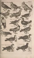 An illustration from Historiae naturalis de quadrupetibus libri : cum aeneis figuris; [Historiae naturalis de serpentibus libri II ; Historiae naturalis de insectis libri III ; Historiae naturalis de exanguibus aquaticis libri IV ; Historiae naturalis de piscibus et cetis libri V ; Historiae naturalis de avibus libri VI] (1650)
