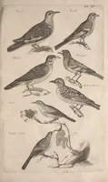 An illustration from Historiae naturalis de quadrupetibus libri : cum aeneis figuris; [Historiae naturalis de serpentibus libri II ; Historiae naturalis de insectis libri III ; Historiae naturalis de exanguibus aquaticis libri IV ; Historiae naturalis de piscibus et cetis libri V ; Historiae naturalis de avibus libri VI] (1650)