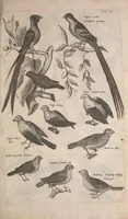 An illustration from Historiae naturalis de quadrupetibus libri : cum aeneis figuris; [Historiae naturalis de serpentibus libri II ; Historiae naturalis de insectis libri III ; Historiae naturalis de exanguibus aquaticis libri IV ; Historiae naturalis de piscibus et cetis libri V ; Historiae naturalis de avibus libri VI] (1650)