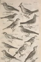 An illustration from Historiae naturalis de quadrupetibus libri : cum aeneis figuris; [Historiae naturalis de serpentibus libri II ; Historiae naturalis de insectis libri III ; Historiae naturalis de exanguibus aquaticis libri IV ; Historiae naturalis de piscibus et cetis libri V ; Historiae naturalis de avibus libri VI] (1650)