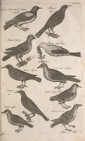 An illustration from Historiae naturalis de quadrupetibus libri : cum aeneis figuris; [Historiae naturalis de serpentibus libri II ; Historiae naturalis de insectis libri III ; Historiae naturalis de exanguibus aquaticis libri IV ; Historiae naturalis de piscibus et cetis libri V ; Historiae naturalis de avibus libri VI] (1650)