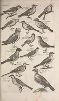 An illustration from Historiae naturalis de quadrupetibus libri : cum aeneis figuris; [Historiae naturalis de serpentibus libri II ; Historiae naturalis de insectis libri III ; Historiae naturalis de exanguibus aquaticis libri IV ; Historiae naturalis de piscibus et cetis libri V ; Historiae naturalis de avibus libri VI] (1650)