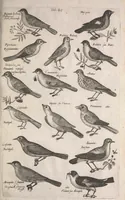 An illustration from Historiae naturalis de quadrupetibus libri : cum aeneis figuris; [Historiae naturalis de serpentibus libri II ; Historiae naturalis de insectis libri III ; Historiae naturalis de exanguibus aquaticis libri IV ; Historiae naturalis de piscibus et cetis libri V ; Historiae naturalis de avibus libri VI] (1650)