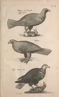 An illustration from Historiae naturalis de quadrupetibus libri : cum aeneis figuris; [Historiae naturalis de serpentibus libri II ; Historiae naturalis de insectis libri III ; Historiae naturalis de exanguibus aquaticis libri IV ; Historiae naturalis de piscibus et cetis libri V ; Historiae naturalis de avibus libri VI] (1650)