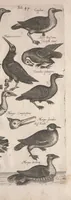 An illustration from Historiae naturalis de quadrupetibus libri : cum aeneis figuris; [Historiae naturalis de serpentibus libri II ; Historiae naturalis de insectis libri III ; Historiae naturalis de exanguibus aquaticis libri IV ; Historiae naturalis de piscibus et cetis libri V ; Historiae naturalis de avibus libri VI] (1650)