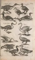 An illustration from Historiae naturalis de quadrupetibus libri : cum aeneis figuris; [Historiae naturalis de serpentibus libri II ; Historiae naturalis de insectis libri III ; Historiae naturalis de exanguibus aquaticis libri IV ; Historiae naturalis de piscibus et cetis libri V ; Historiae naturalis de avibus libri VI] (1650)