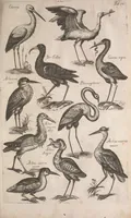 An illustration from Historiae naturalis de quadrupetibus libri : cum aeneis figuris; [Historiae naturalis de serpentibus libri II ; Historiae naturalis de insectis libri III ; Historiae naturalis de exanguibus aquaticis libri IV ; Historiae naturalis de piscibus et cetis libri V ; Historiae naturalis de avibus libri VI] (1650)