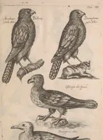 An illustration from Historiae naturalis de quadrupetibus libri : cum aeneis figuris; [Historiae naturalis de serpentibus libri II ; Historiae naturalis de insectis libri III ; Historiae naturalis de exanguibus aquaticis libri IV ; Historiae naturalis de piscibus et cetis libri V ; Historiae naturalis de avibus libri VI] (1650)
