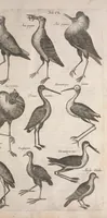 An illustration from Historiae naturalis de quadrupetibus libri : cum aeneis figuris; [Historiae naturalis de serpentibus libri II ; Historiae naturalis de insectis libri III ; Historiae naturalis de exanguibus aquaticis libri IV ; Historiae naturalis de piscibus et cetis libri V ; Historiae naturalis de avibus libri VI] (1650)