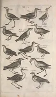An illustration from Historiae naturalis de quadrupetibus libri : cum aeneis figuris; [Historiae naturalis de serpentibus libri II ; Historiae naturalis de insectis libri III ; Historiae naturalis de exanguibus aquaticis libri IV ; Historiae naturalis de piscibus et cetis libri V ; Historiae naturalis de avibus libri VI] (1650)