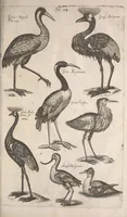 An illustration from Historiae naturalis de quadrupetibus libri : cum aeneis figuris; [Historiae naturalis de serpentibus libri II ; Historiae naturalis de insectis libri III ; Historiae naturalis de exanguibus aquaticis libri IV ; Historiae naturalis de piscibus et cetis libri V ; Historiae naturalis de avibus libri VI] (1650)
