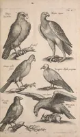 An illustration from Historiae naturalis de quadrupetibus libri : cum aeneis figuris; [Historiae naturalis de serpentibus libri II ; Historiae naturalis de insectis libri III ; Historiae naturalis de exanguibus aquaticis libri IV ; Historiae naturalis de piscibus et cetis libri V ; Historiae naturalis de avibus libri VI] (1650)
