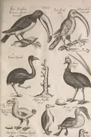 An illustration from Historiae naturalis de quadrupetibus libri : cum aeneis figuris; [Historiae naturalis de serpentibus libri II ; Historiae naturalis de insectis libri III ; Historiae naturalis de exanguibus aquaticis libri IV ; Historiae naturalis de piscibus et cetis libri V ; Historiae naturalis de avibus libri VI] (1650)