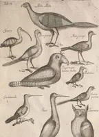An illustration from Historiae naturalis de quadrupetibus libri : cum aeneis figuris; [Historiae naturalis de serpentibus libri II ; Historiae naturalis de insectis libri III ; Historiae naturalis de exanguibus aquaticis libri IV ; Historiae naturalis de piscibus et cetis libri V ; Historiae naturalis de avibus libri VI] (1650)