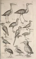 Picture 71 of 214 from Historiae naturalis de quadrupetibus libri : cum aeneis figuris; [Historiae naturalis de serpentibus libri II ; Historiae naturalis de insectis libri III ; Historiae naturalis de exanguibus aquaticis libri IV ; Historiae naturalis de piscibus et cetis libri V ; Historiae naturalis de avibus libri VI] (1650), leaf 318